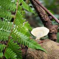 The Long Forgotten Bukit Batok Hillside