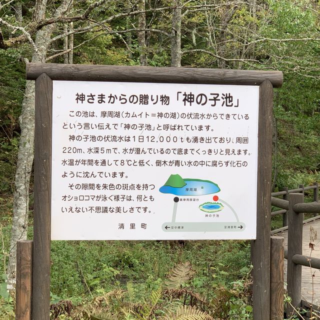 原生林🌳の中の神秘の池　神の子池