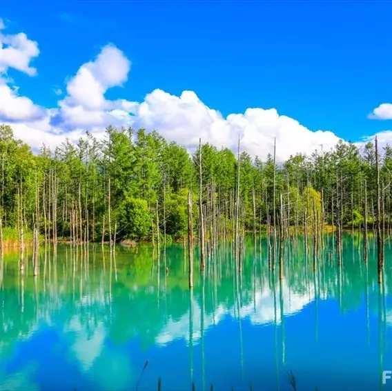 Hokkaido: Cánh đồng hoa muôn màu & Hồ Bi