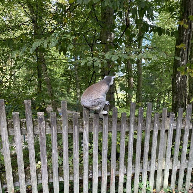 薩爾斯堡動物園半天遊！