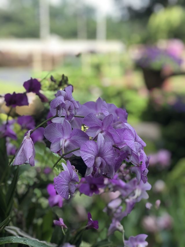 คาเฟ่ที่มีสวนดอกไม้สวยงามมาก🌻💐