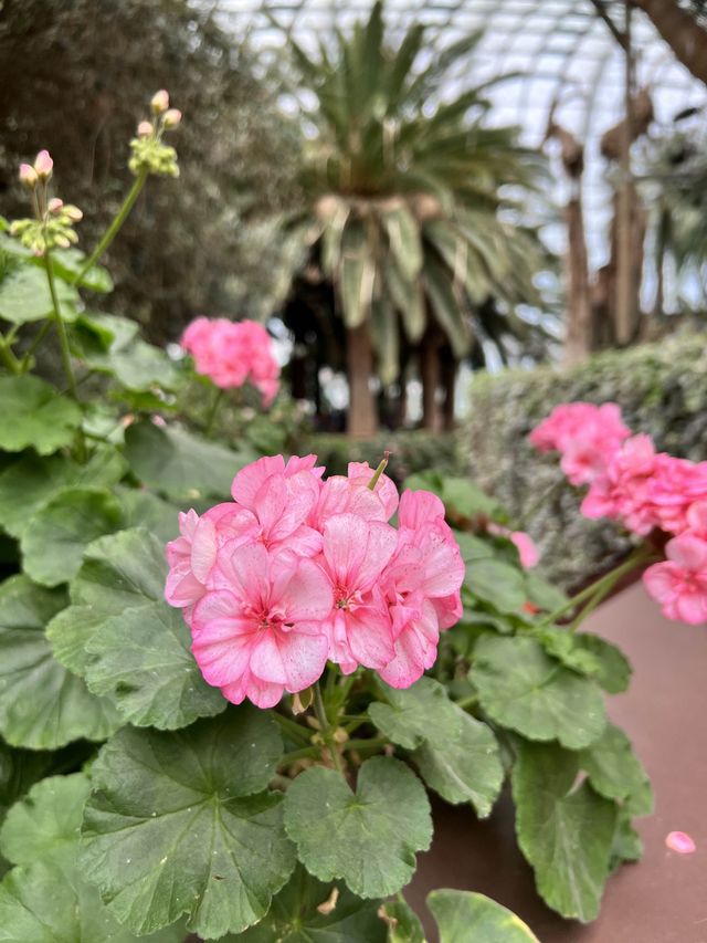 Admiring Nature’s Beauty inside Flower Dome