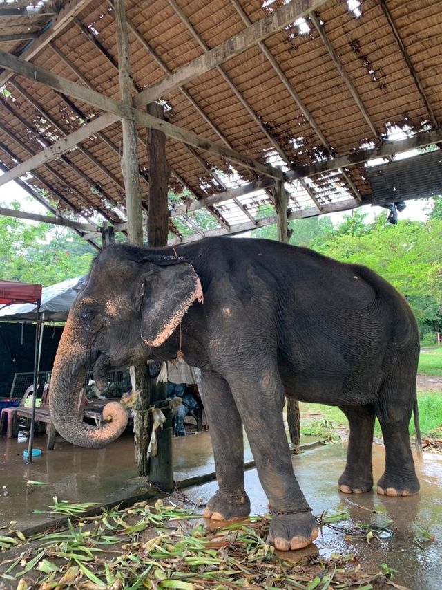 เกาะช้าง มีช้างจริงๆ 