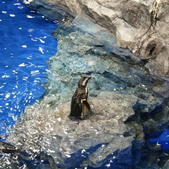 Sumida Aquarium At Tokyo Solamachi