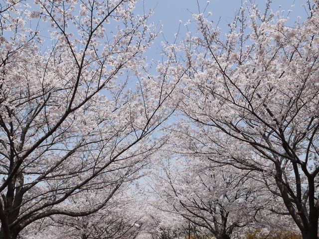 📍南韓釜山。三樂櫻花隧道 삼락생태공원 。