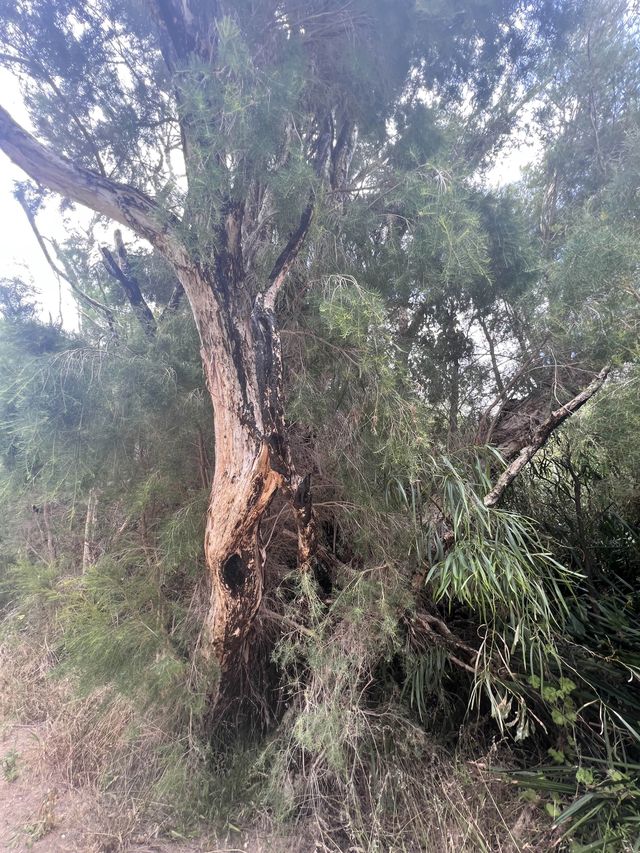 Trees and Twigs @ Yanchep National Park! 🫣🤩
