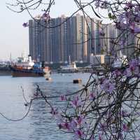 汀九橋日落