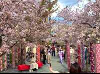 京都　KYOTO SAKURAめぐり❗️嵐電嵐山駅の桜に感動❗️足湯も⁈