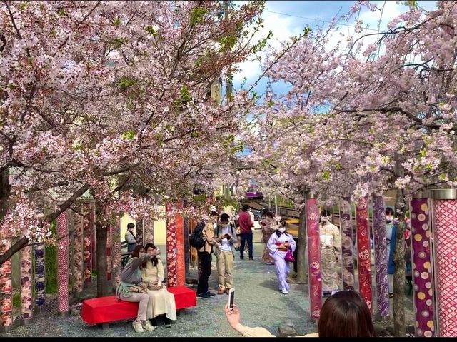 京都　KYOTO SAKURAめぐり❗️嵐電嵐山駅の桜に感動❗️足湯も⁈
