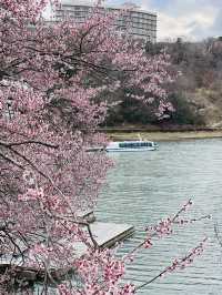 恵那峡でお花見