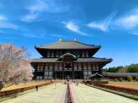 奈良　SAKURA 桜めぐり❗️東大寺大仏殿と桜のコラボに感動！