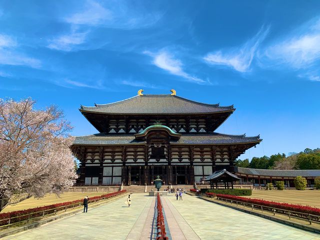 奈良　SAKURA 桜めぐり❗️東大寺大仏殿と桜のコラボに感動！