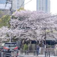 目黒川の太鼓橋からの景色
