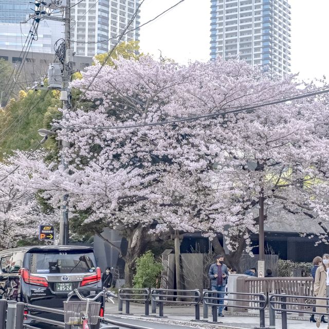 目黒川の太鼓橋からの景色