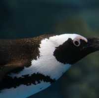 【京都】京都水族館の可愛すぎるペンギンさん✨✨