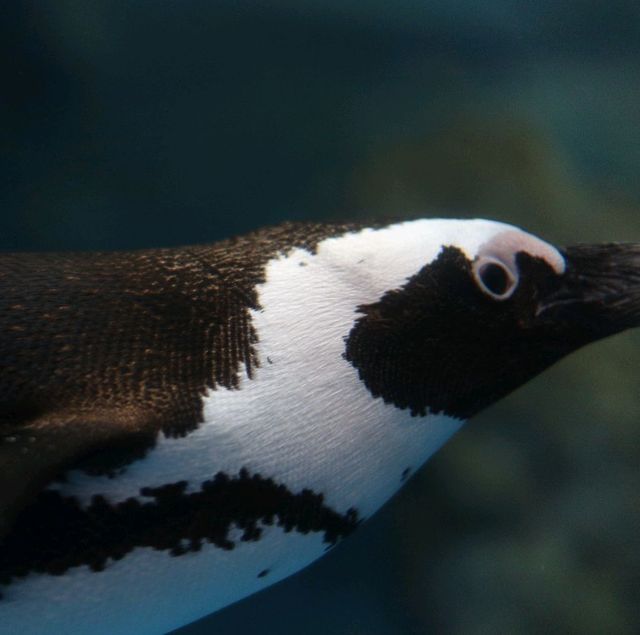 【京都】京都水族館の可愛すぎるペンギンさん✨✨