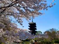 京都　京都散策旅　念願の東寺！東寺と桜のコラボに感動❗️