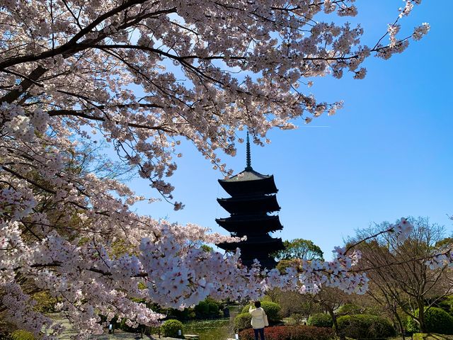 京都　京都散策旅　念願の東寺！東寺と桜のコラボに感動❗️