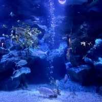 カメラ必須のすみだ水族館
