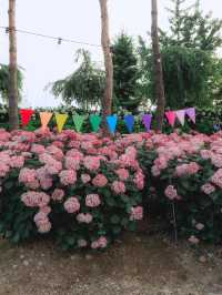 라비앙로즈 꽃 구경 ; 공주 유구색동수국정원 아름다운 수국 천국