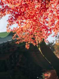 가을 단풍 명소, 경주 불국사🍁