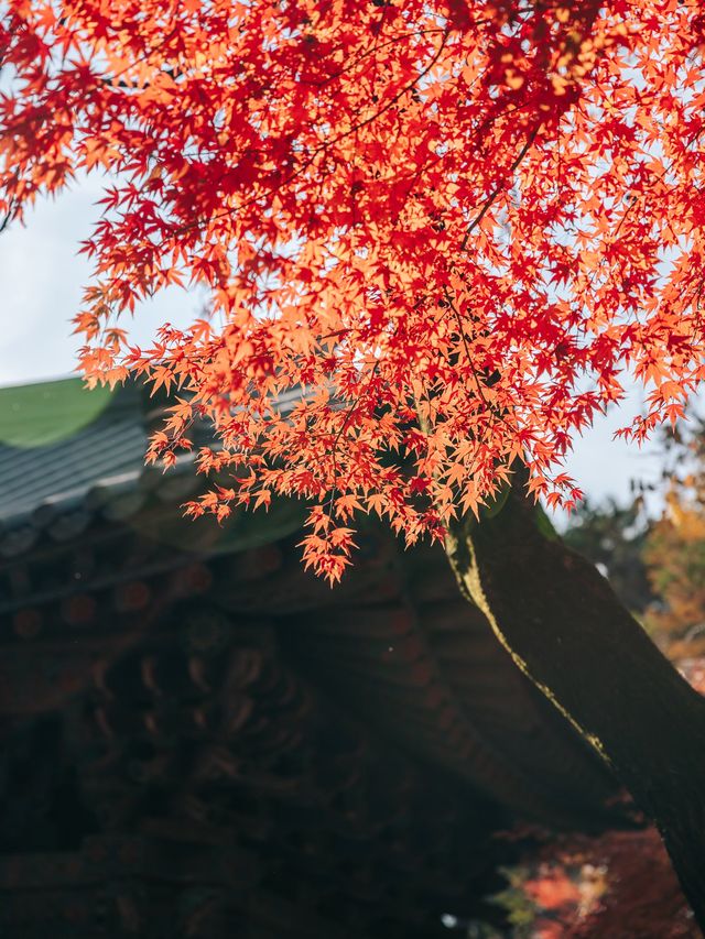 가을 단풍 명소, 경주 불국사🍁 가을 단풍 명소, 경주 불국사🍁