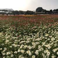 好期待花海開始