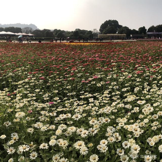 好期待花海開始