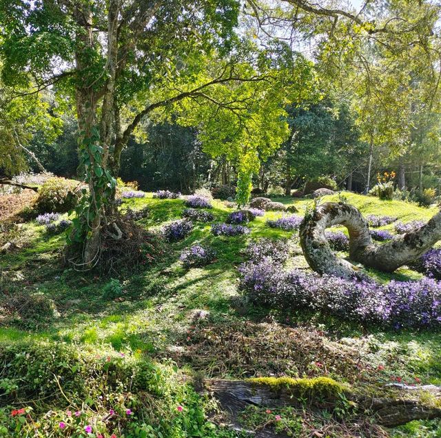 Floral Heaven in Kundasang