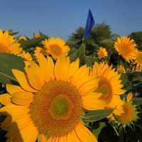 Great for colorful photo op with sunflowers