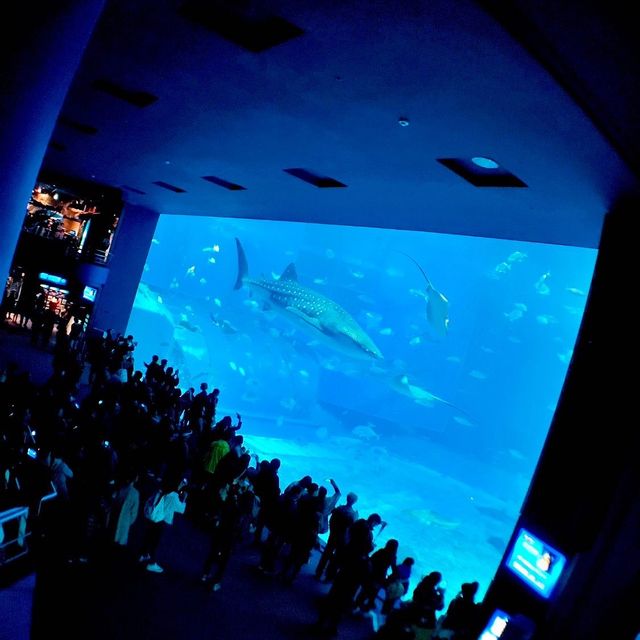 美ら海水族館【沖縄県/国頭郡】 美ら海水族館【沖縄県/国頭郡】