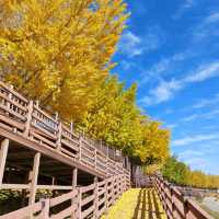 Asan Gingko Tree Road (은행나무길) 