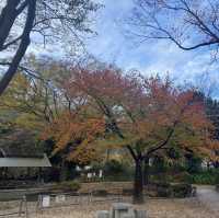 下園公園看紅葉