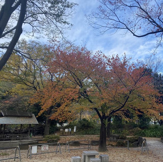 下園公園看紅葉