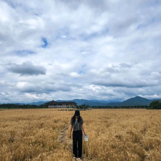 경주 황룡사 9층 목탑의 절터, 황룡사지 경주 황룡사 9층 목탑의 절터, 황룡사지