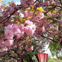 人数制限のお陰で、ゆったりと造幣局で、お花見。