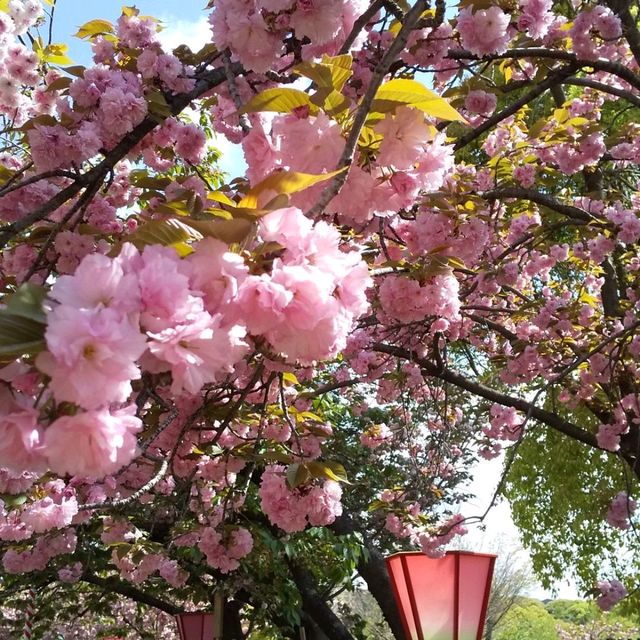 人数制限のお陰で、ゆったりと造幣局で、お花見。