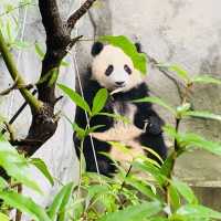 🇨🇳 Panda-themed Accommodation in Chengdu