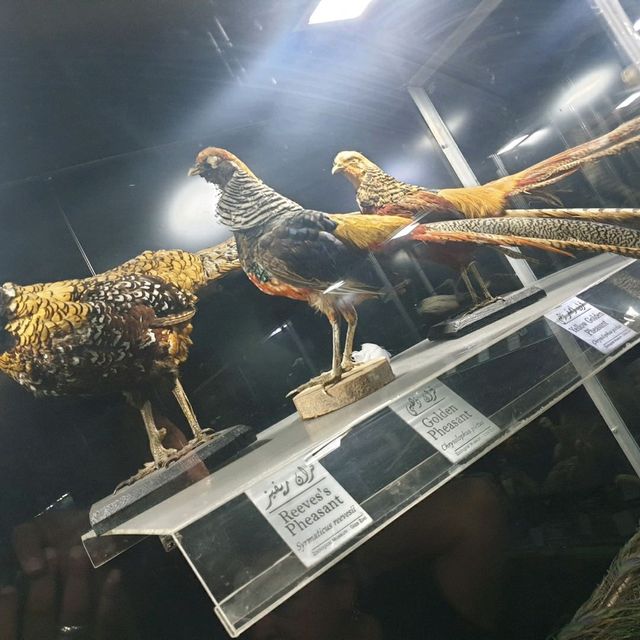 Amazing zooalogical museum 