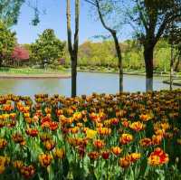 Tulip Paradise in Shanghai