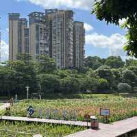 打卡深圳觀瀾濕地公園