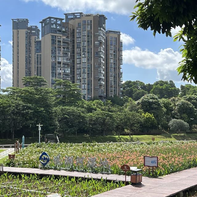 打卡深圳觀瀾濕地公園