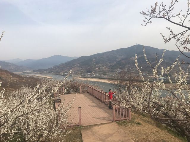 섬진강 매화마을