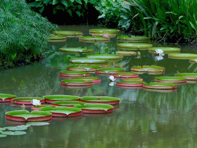 世界遺產新加坡植物園