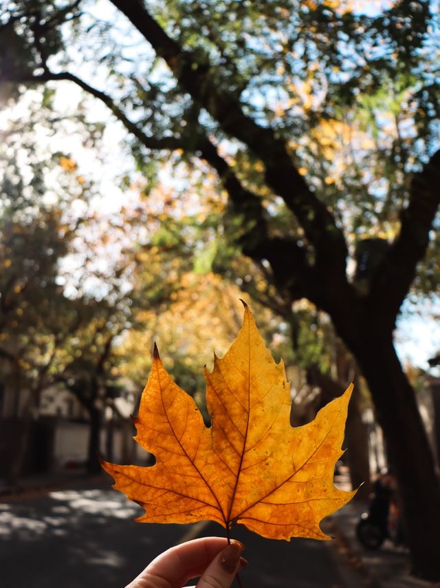 Winter Days in the French Concession🍂🍁