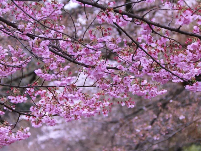 Japan Travel | Strongly recommend these ten cherry blossom check-in spots in Japan 🌸