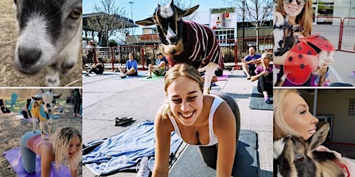 Goat Yoga Prairie Paws! | Prairie Paws Adoption Center