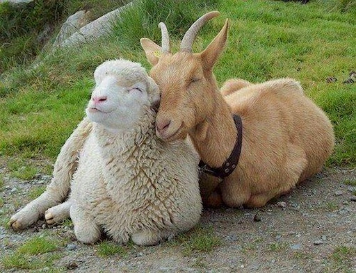 Baby Goat + Lamb Yoga - August 24 at 1:00 pm | Laughing Frog Yoga