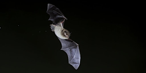 Bat Walk at Attenborough Nature Reserve | Attenborough Nature Reserve - Parking at ANC