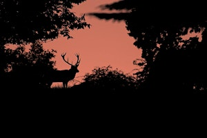 Wex Workshops: Red Deer Rut Photography at Tatton Park | Tatton Park